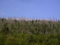 010 wilder wald